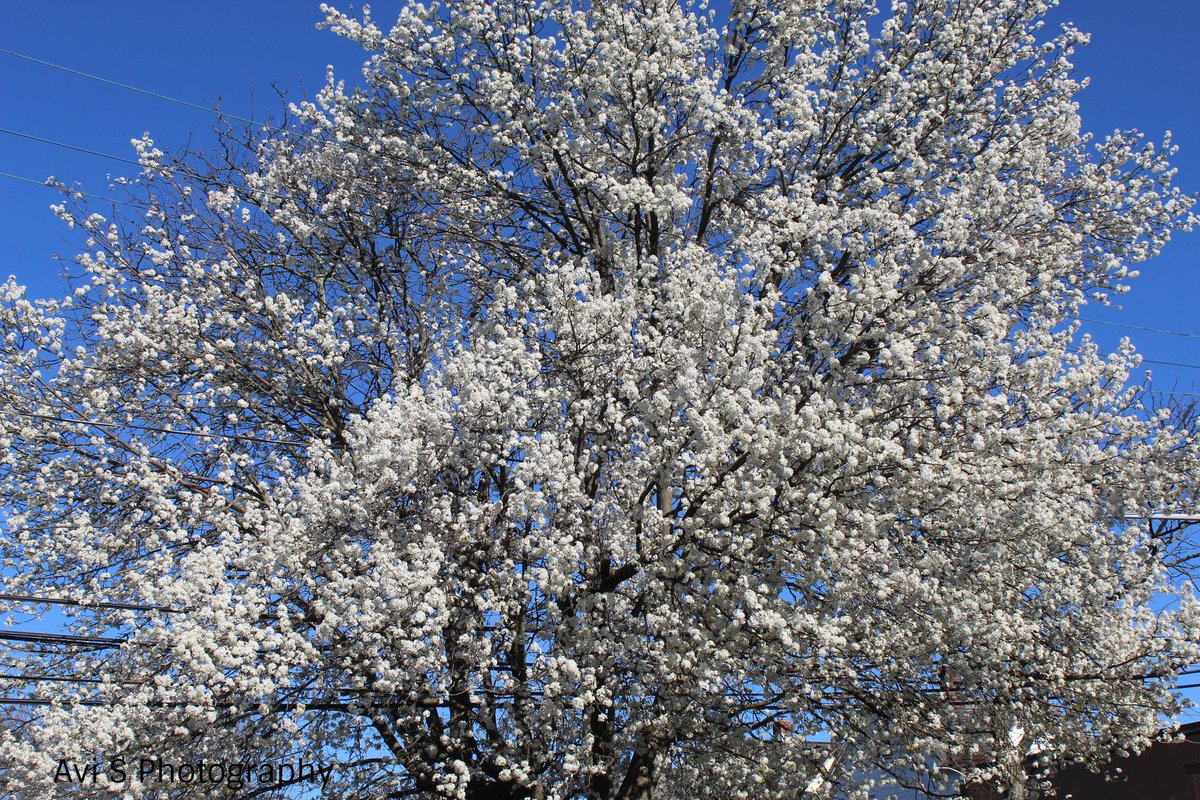 First sides of spring, beautiful cherry blossoms around town.  #SpringTime  #spring  #SpringFlowers  #cherryblossoms  #cherryblossom  #canonfav  #canonrebel  #canonphotography  @AngelicaKamen  @Laura_Wicca