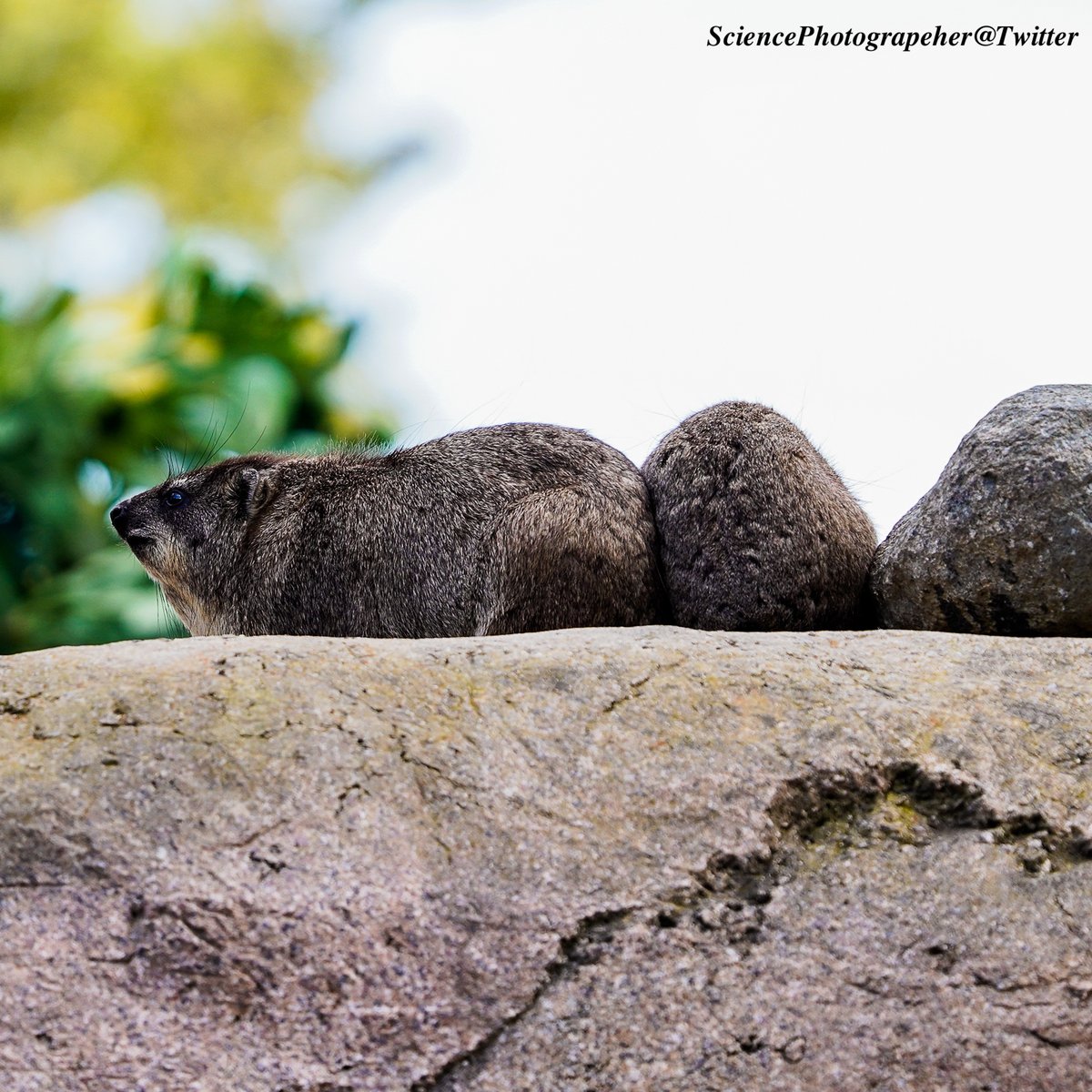 SciencePhoto1's tweet photo. #ケープハイラックス は一見ネズミのように見えますが、ネズミではなく、イワダヌキという独立した種の動物。ロッキーハイラックスという英名の通り、主にアフリカの岩場に生息しています。写真の一番右は岩ですが、真ん中は向こうを向いている子で、岩に間違えそうな見た目です。#SciencePhotographer https://t.co/YILcwrDvlB