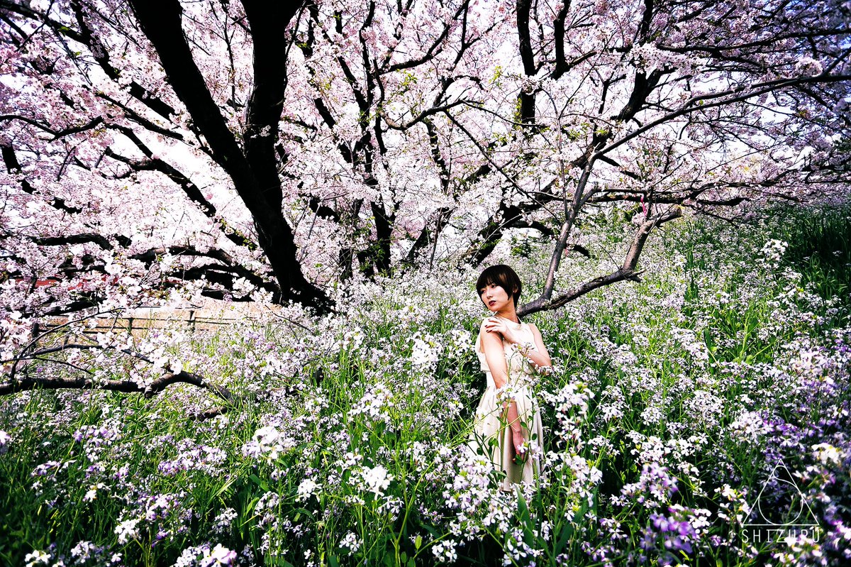sugazy38's tweet photo. 『さくら』
#2019spring #春 #桜 #pasha_magazine 
#photography #portrait https://t.co/GrN1pQ9gYF