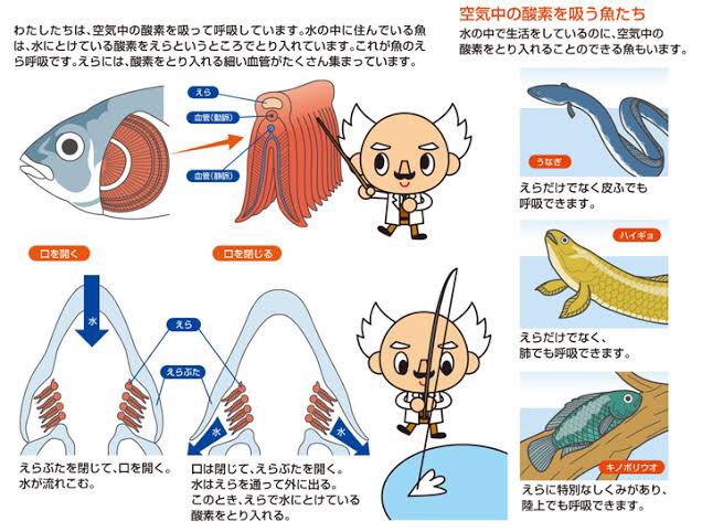 いぬどっぐ 魚の呼吸の仕組み T Co Vsqdb4mfz5 より 子ども科学電話相談 T Co Qppmpoavbm Twitter