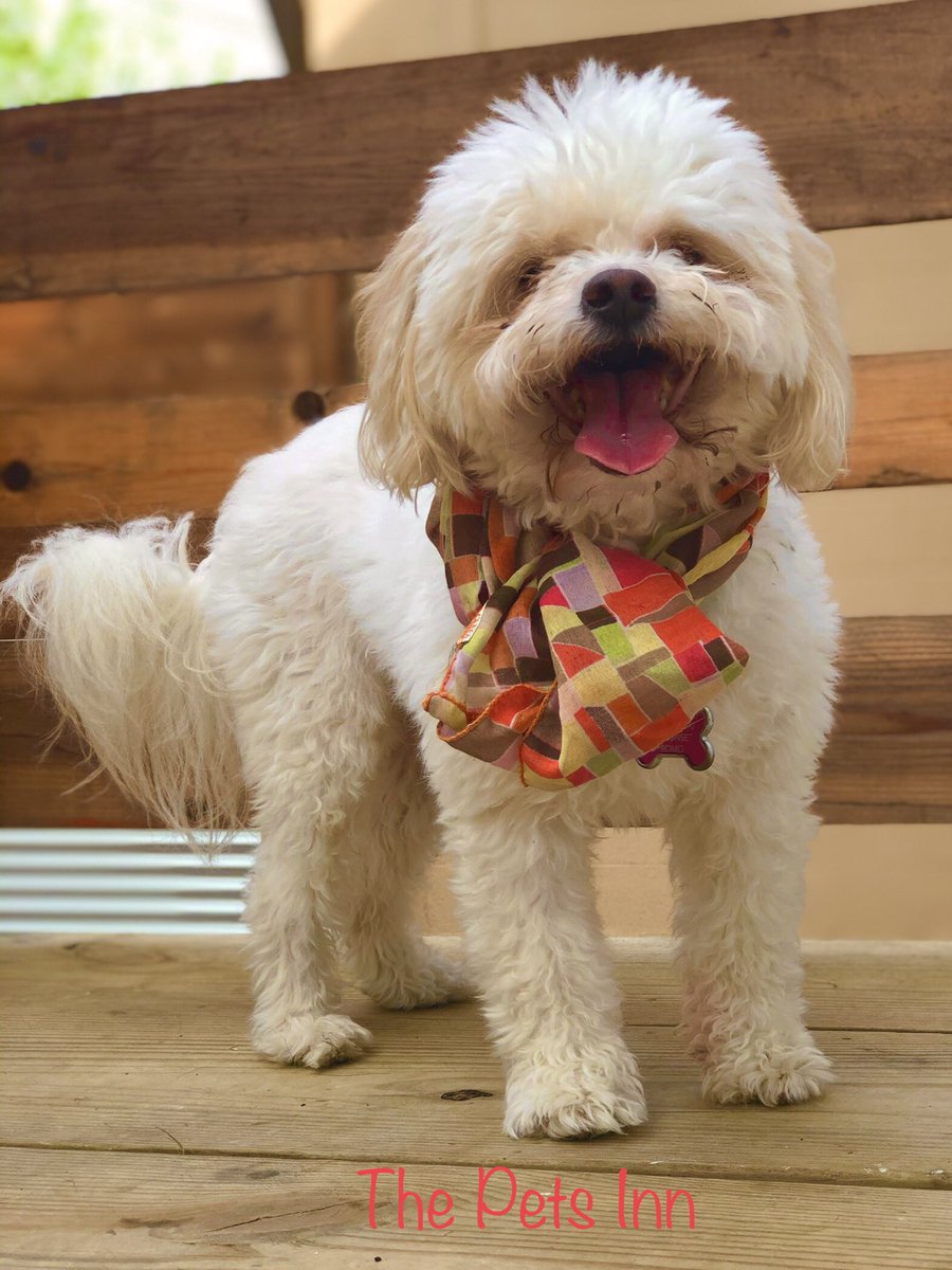 ThePetsInnSA's tweet photo. https://t.co/lBc55QPBQ8
