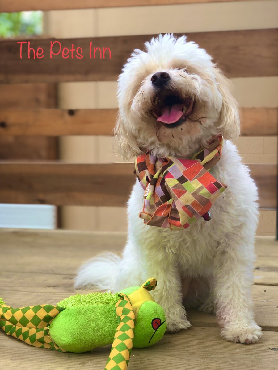 ThePetsInnSA's tweet photo. https://t.co/lBc55QPBQ8