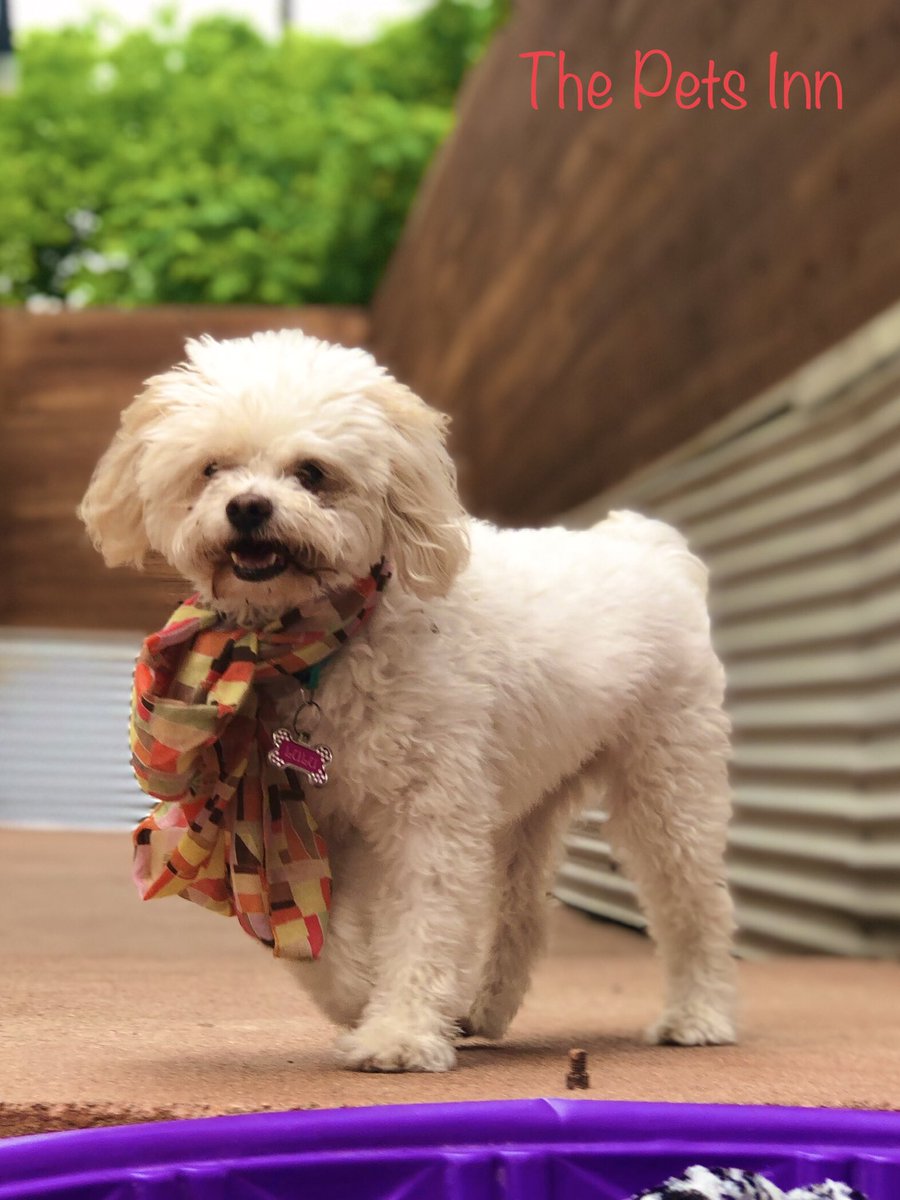 ThePetsInnSA's tweet photo. https://t.co/lBc55QPBQ8
