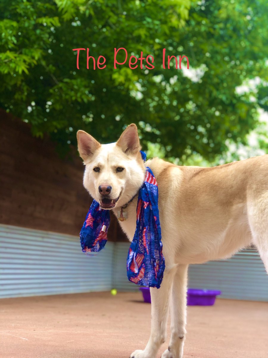 ThePetsInnSA's tweet photo. https://t.co/BJLkvqGtFk