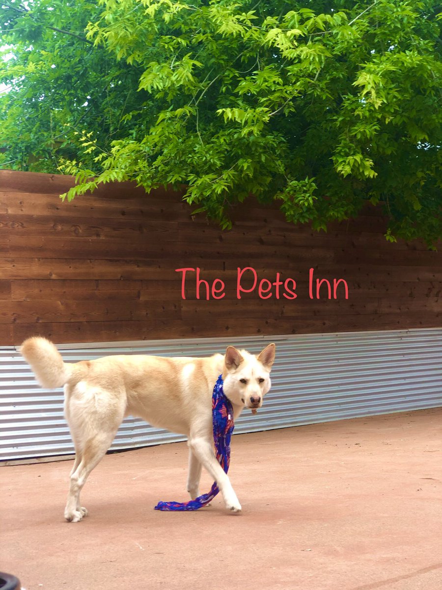 ThePetsInnSA's tweet photo. https://t.co/BJLkvqGtFk