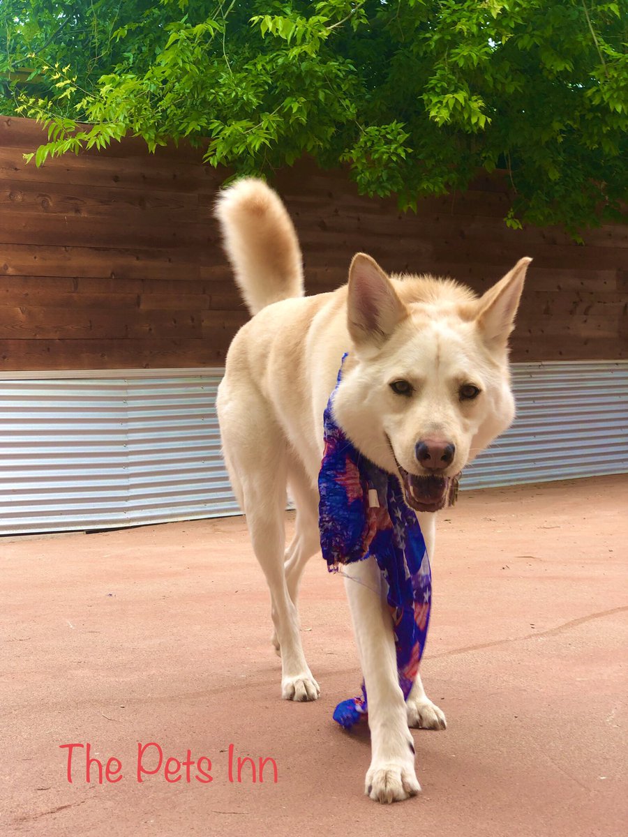 The Pets Inn SA (@thepetsinnsa) on Twitter photo 