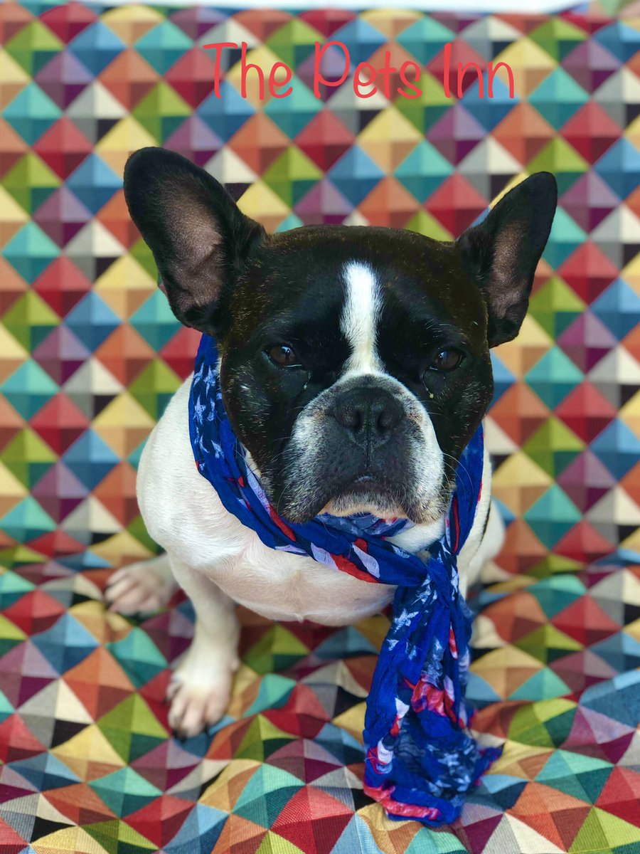 The Pets Inn SA (@thepetsinnsa) on Twitter photo 