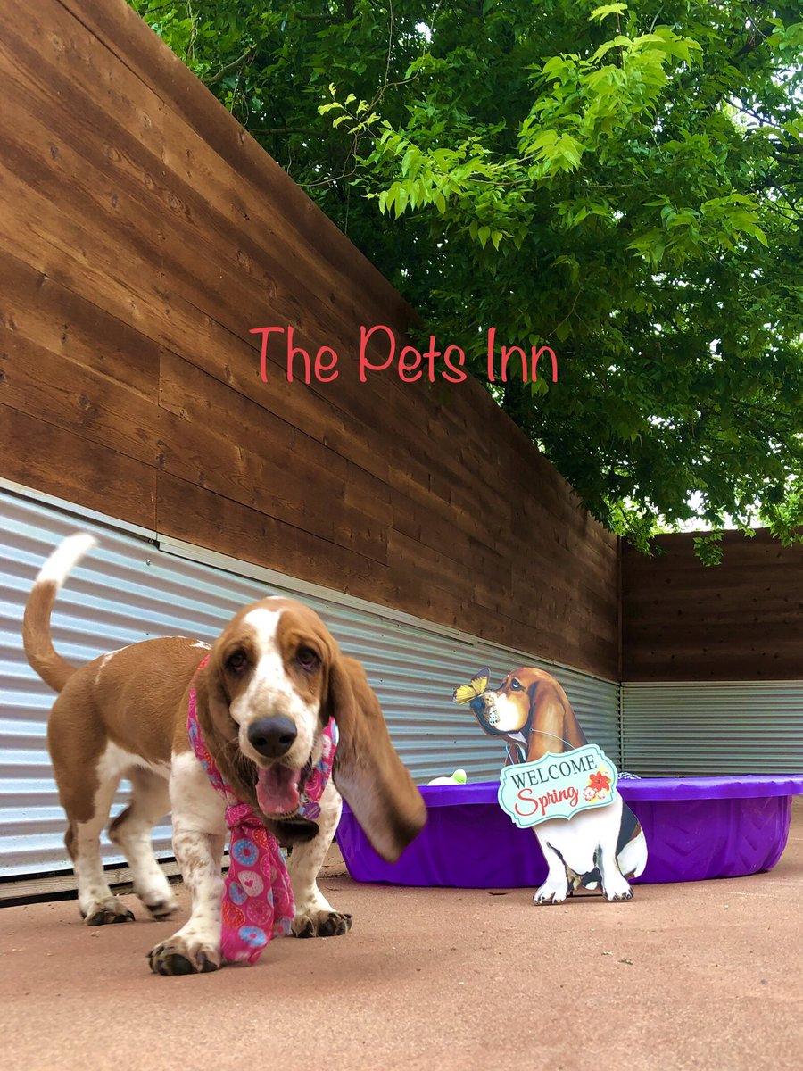 The Pets Inn SA (@thepetsinnsa) on Twitter photo 