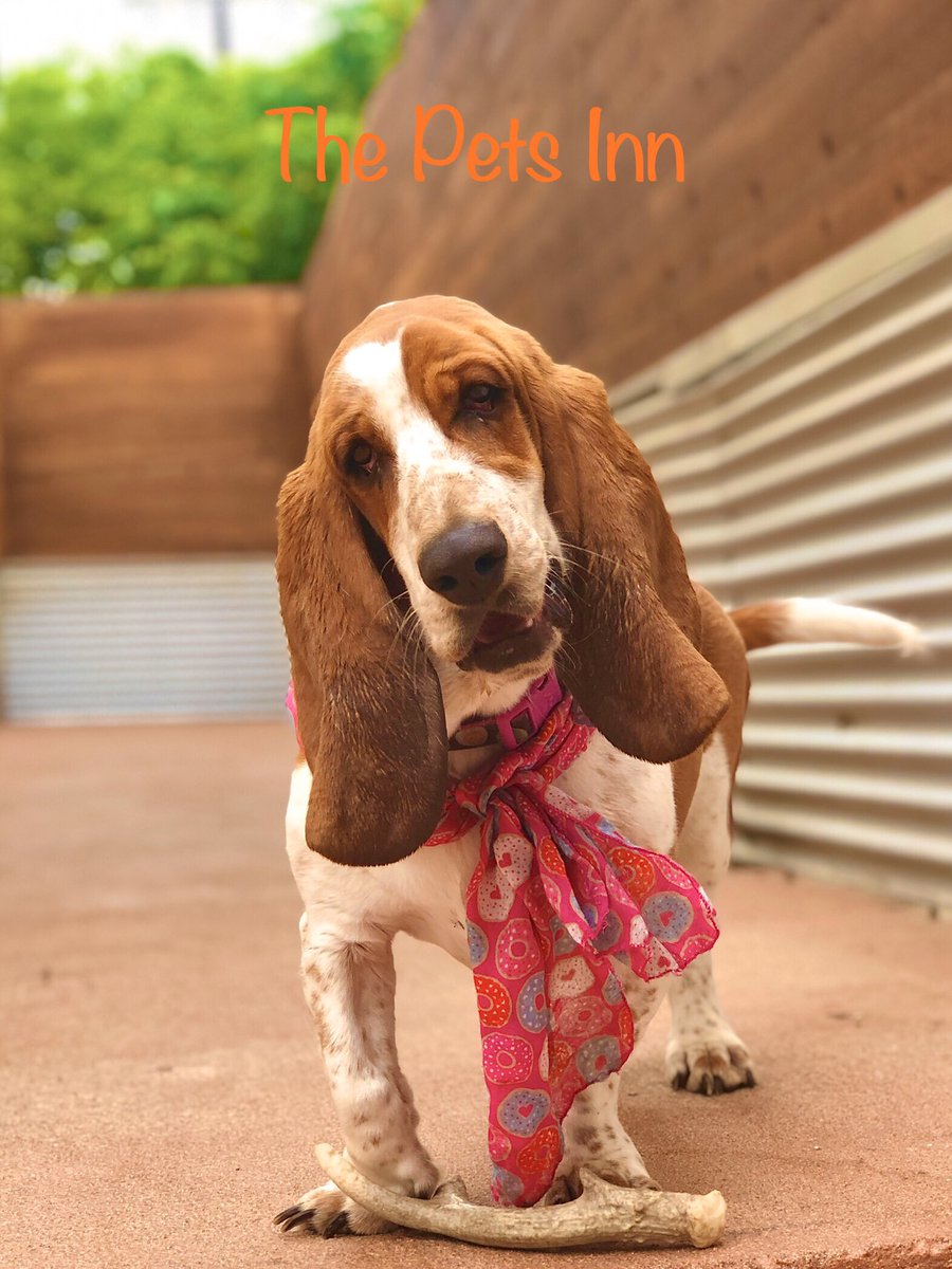 ThePetsInnSA's tweet photo. https://t.co/rPMOJPZsKl