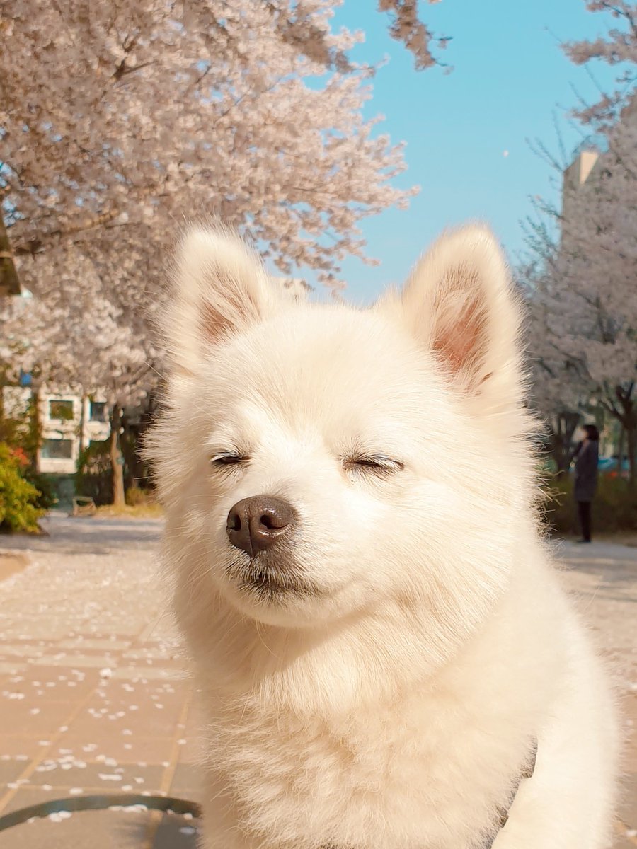 아아 이게 봄인감 참말로 따숩구로