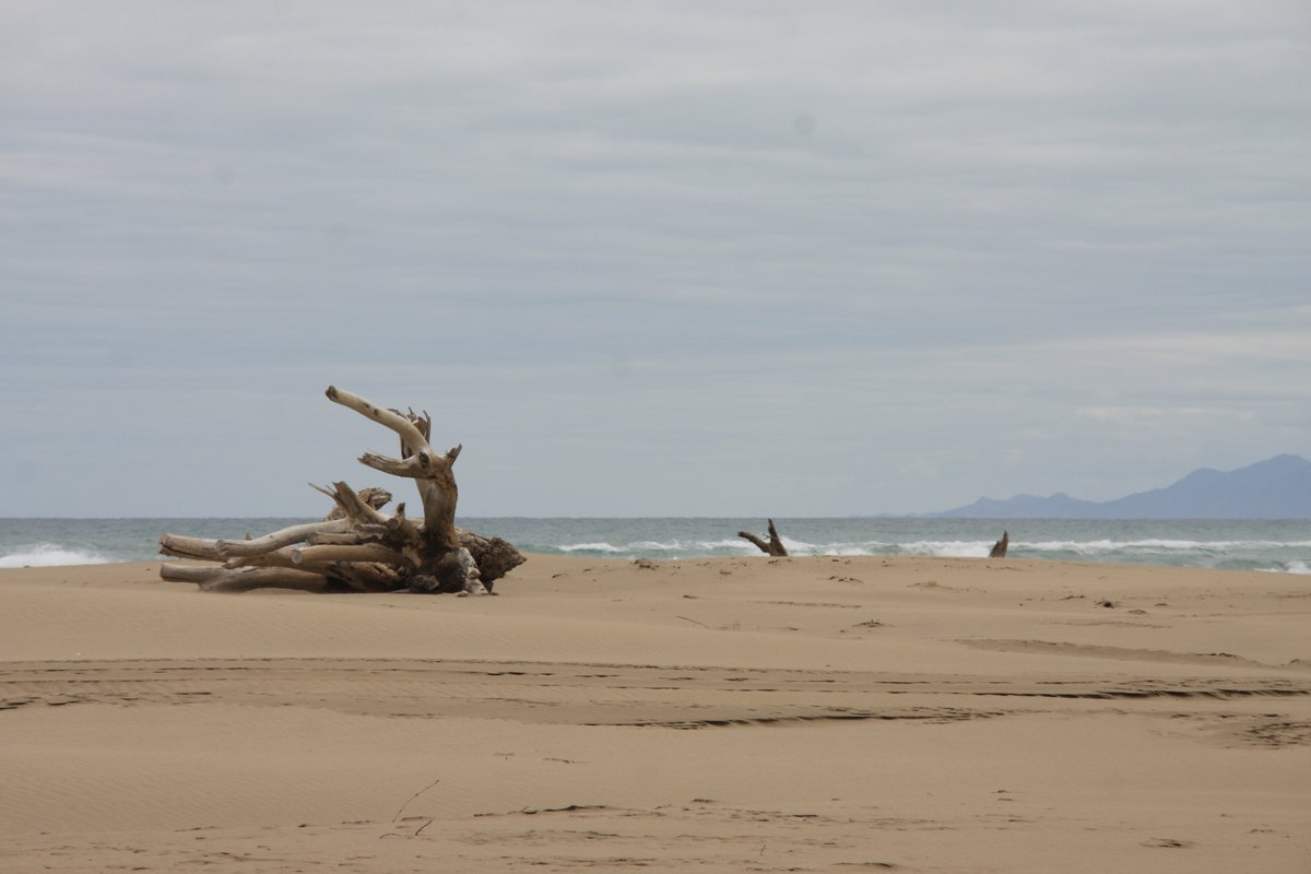 You can tell there are big seas here. The driftwood is amazing.