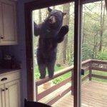 おーい、生きてるかー？外出自粛で人が少ないので様子を見に来た野生動物たちw