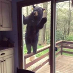 おーい、生きてるかー？外出自粛で人が少ないので様子を見に来た野生動物たちw