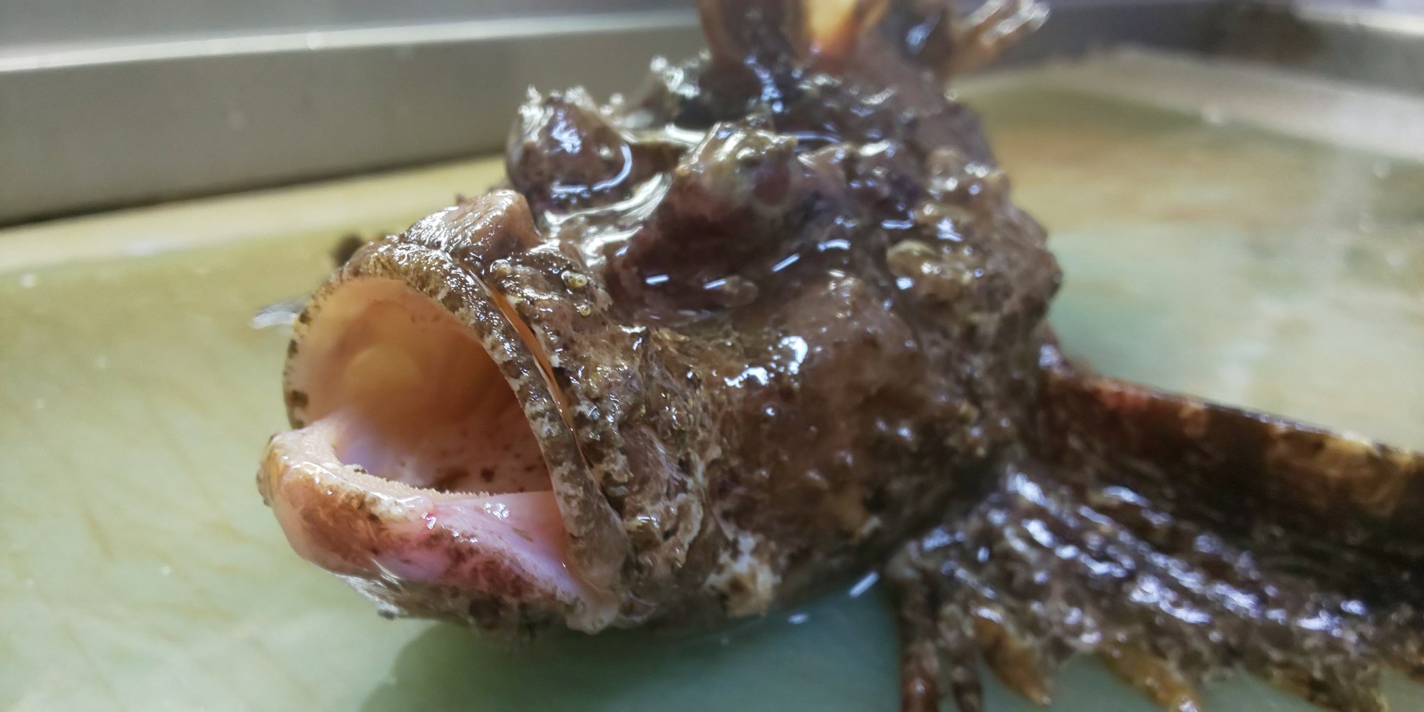 オコゼ刺身 Twitter Search Twitter