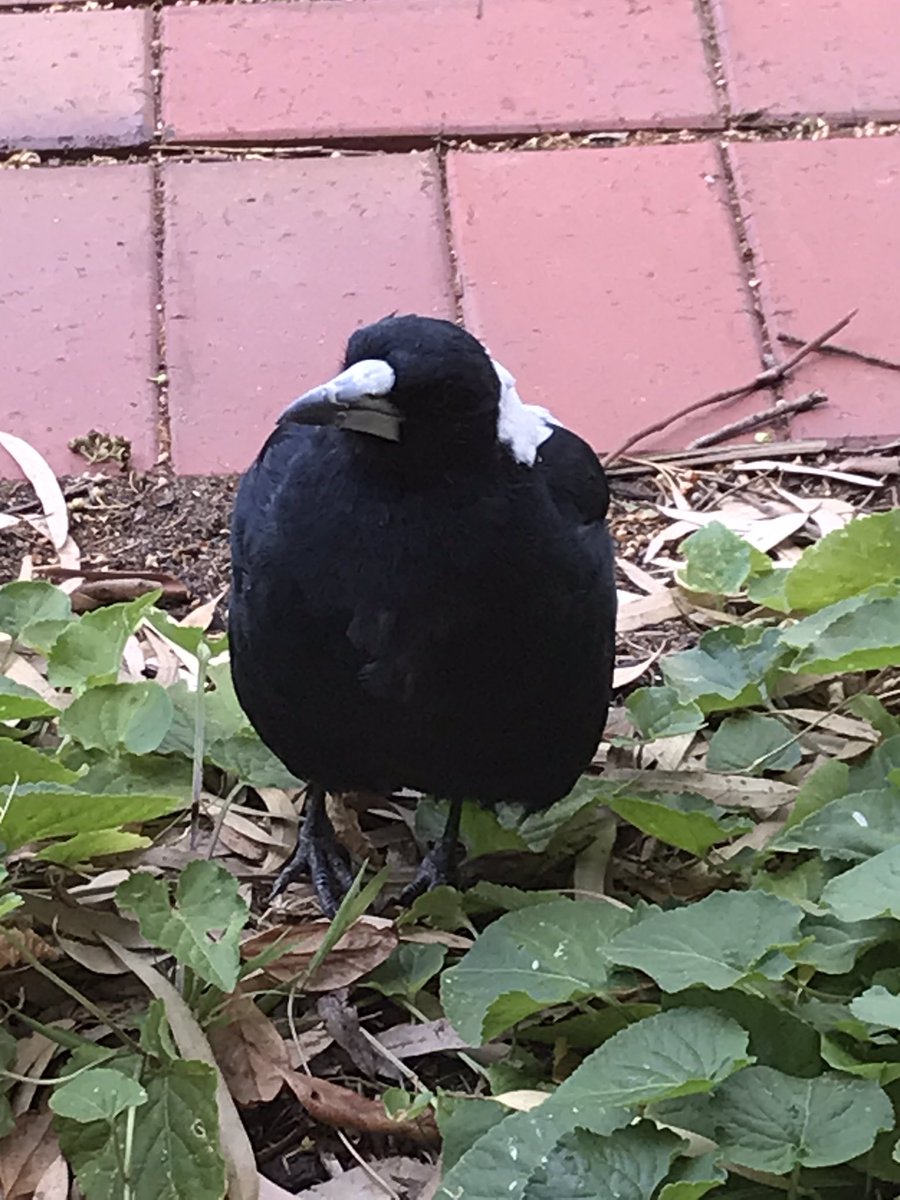 Happy Bithday Brandon from Adelaide, South Australia. Here’s a magpie who visits us each day. He too wishes you a great day !!