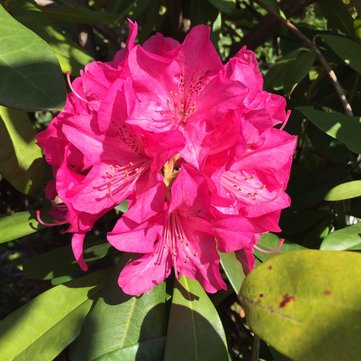 Masashi シャクナゲ Rhododendron Subg Hymenanthes シャクナゲ 石楠花 花 赤い花 春の花 花が好き 春 4月 晴れ 日差し Rhododendron Hymenanthes Flower Blume Fleur Flora Redflower Roteblume Springflower Fruhlingsblume