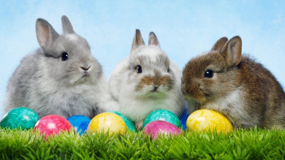 We wish everyone a good and healthy easter. Take care of each other and stay safe. Need someone to talk? You can always join our Movember Run Community. 🐰🐣