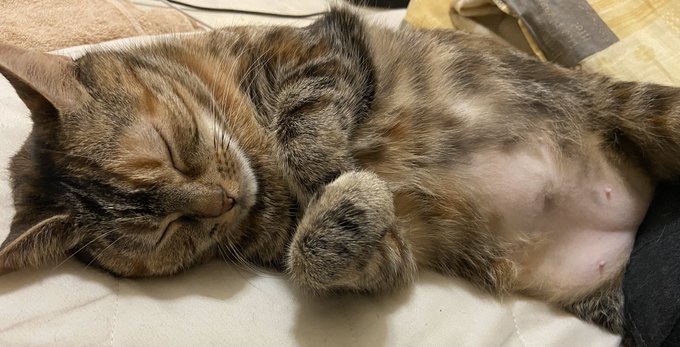 ハゲ 高画質 のtwitterイラスト検索結果