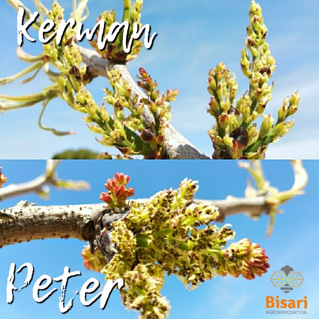 La #floración del #pistacho depende de la coincidencia entre la flor macho (Peter) y la hembra (Kerman), que a su vez depende de las horas de frío acumuladas 🌳🌳