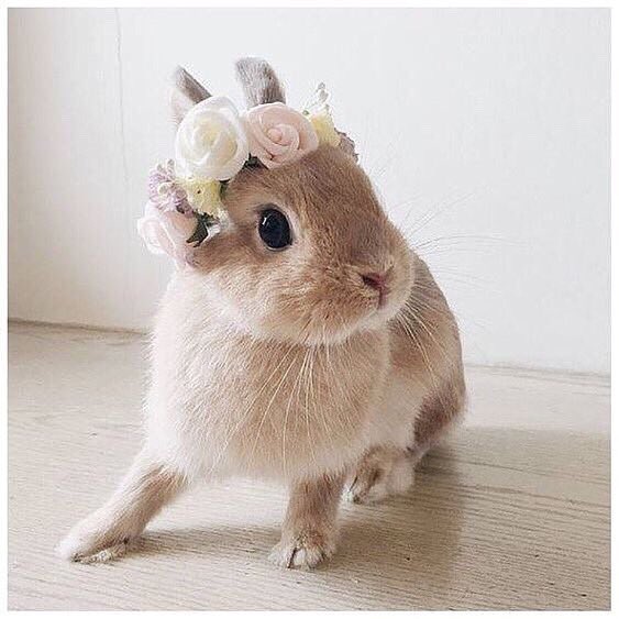 davenport_house's tweet photo. HAPPY EASTER...We hope you all enjoy a happy Easter &amp; how cute is this Bunny! And before anyone asks we unfortunately don’t let rabbits come to weddings but we do let dogs come for photos &amp; your ceremony! 

#HappyEaster #loveandkindness #dogfriendlyweddingvenue #repost https://t.co/4LSUUBHBpG