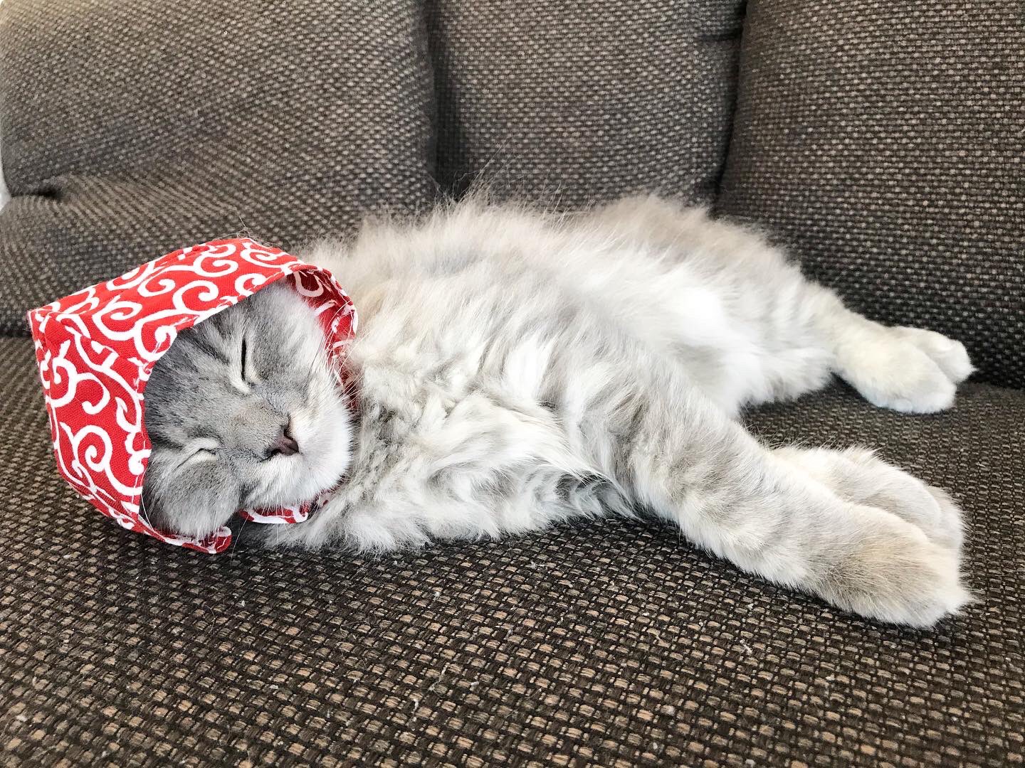 小堀央雄 Hisao Kobori 泥棒猫になりました あと少しのところで 睡魔に負けました 猫 子猫 泥棒猫 T Co Vphx5ysadk Twitter