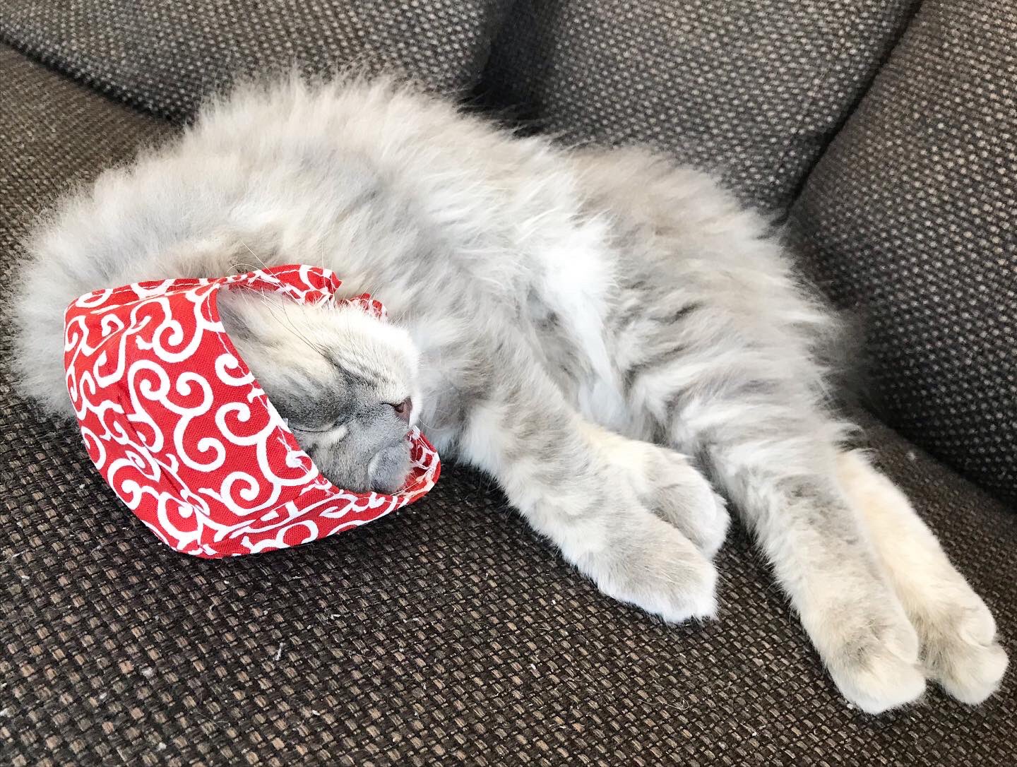 小堀央雄 Hisao Kobori 泥棒猫になりました あと少しのところで 睡魔に負けました 猫 子猫 泥棒猫 T Co Vphx5ysadk Twitter