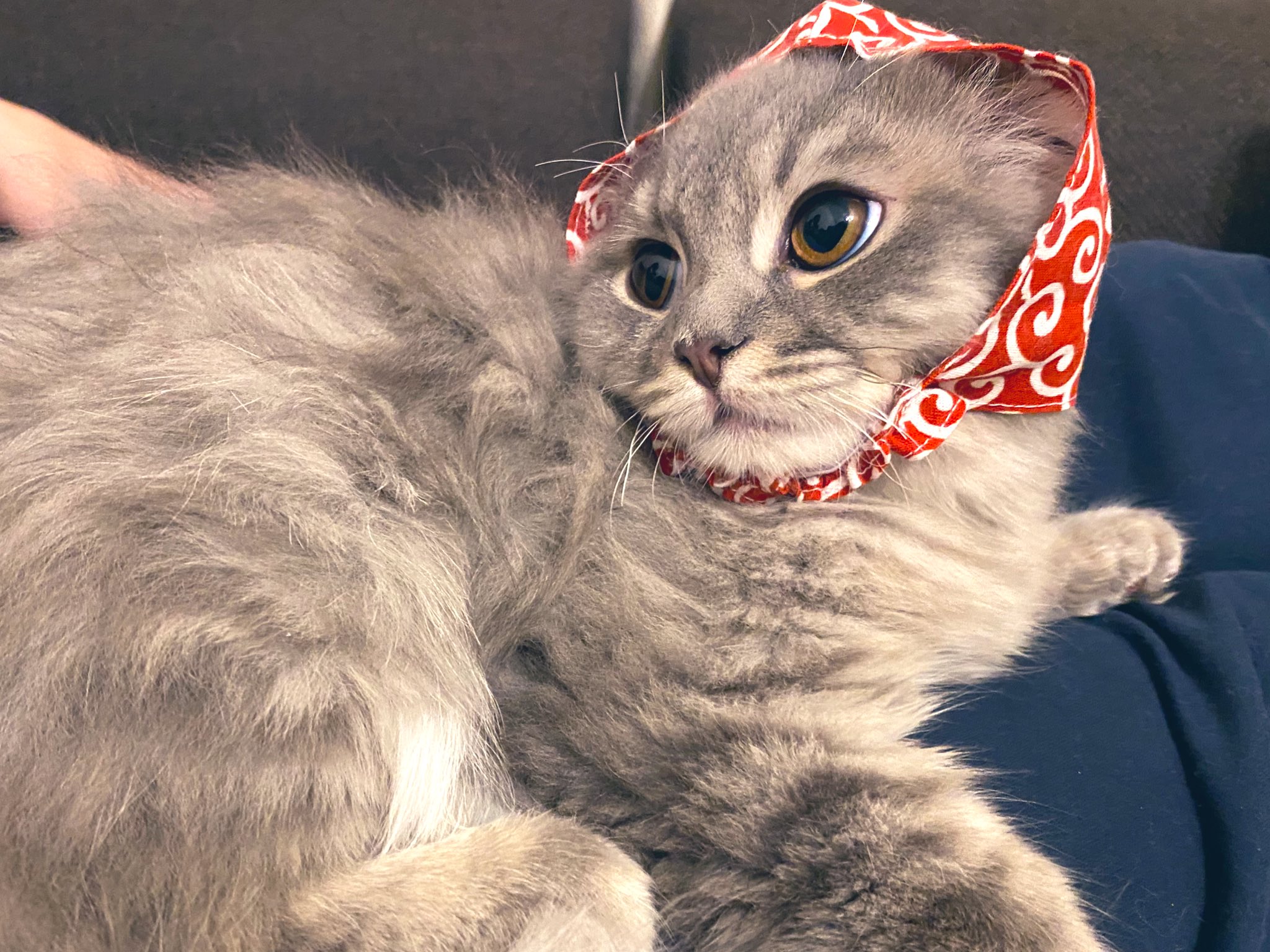 小堀央雄 Hisao Kobori 泥棒猫になりました あと少しのところで 睡魔に負けました 猫 子猫 泥棒猫 T Co Vphx5ysadk Twitter