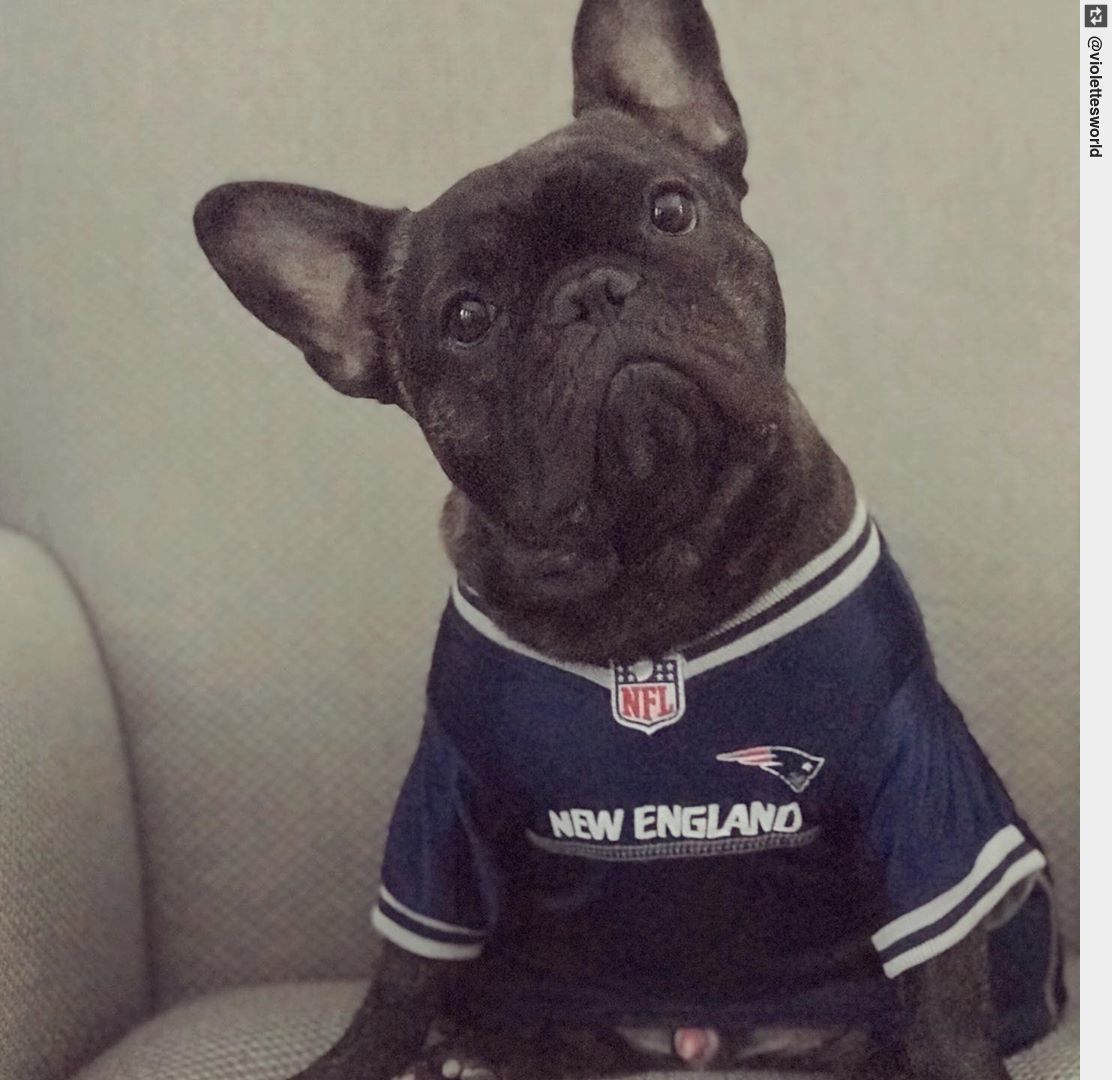 IngloriousDogs's tweet photo. You mean to tell me.on top of all this.Tom F’n Brady is leaving? #kickrocks2020 #puppy #puppies #puppylove https://t.co/fQhcfA7TfM