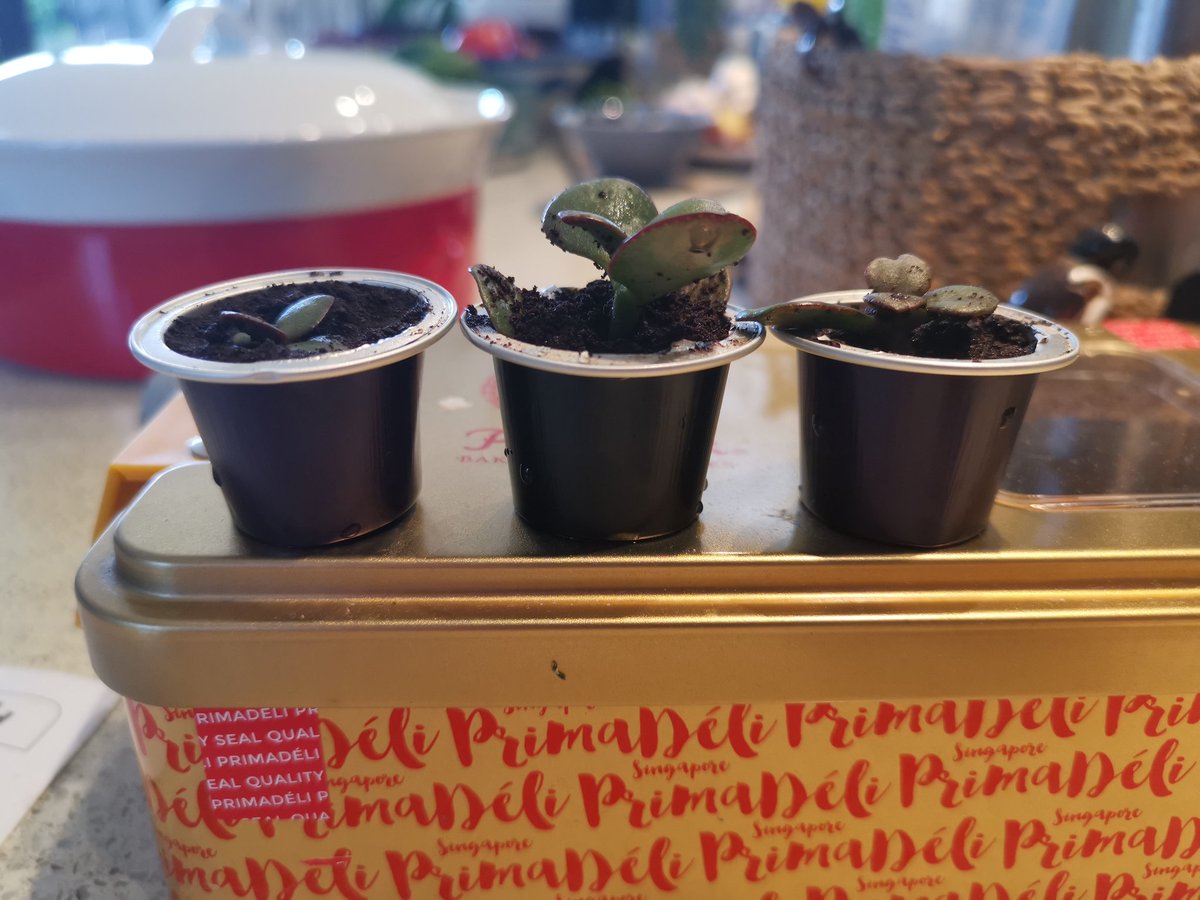 MedTech NZ (@medtechnz) on Twitter photo Nothing to do with #medtech or #covid19 - I found a new life for used <a href="/Nespresso/">Nespresso Global</a> capsules. Seeding money plants with #nzlockdown. Nothing to do with #medtech or #covid19 - I found a new life for used <a href="/Nespresso/">Nespresso Global</a> capsules. Seeding money plants with #nzlockdown.