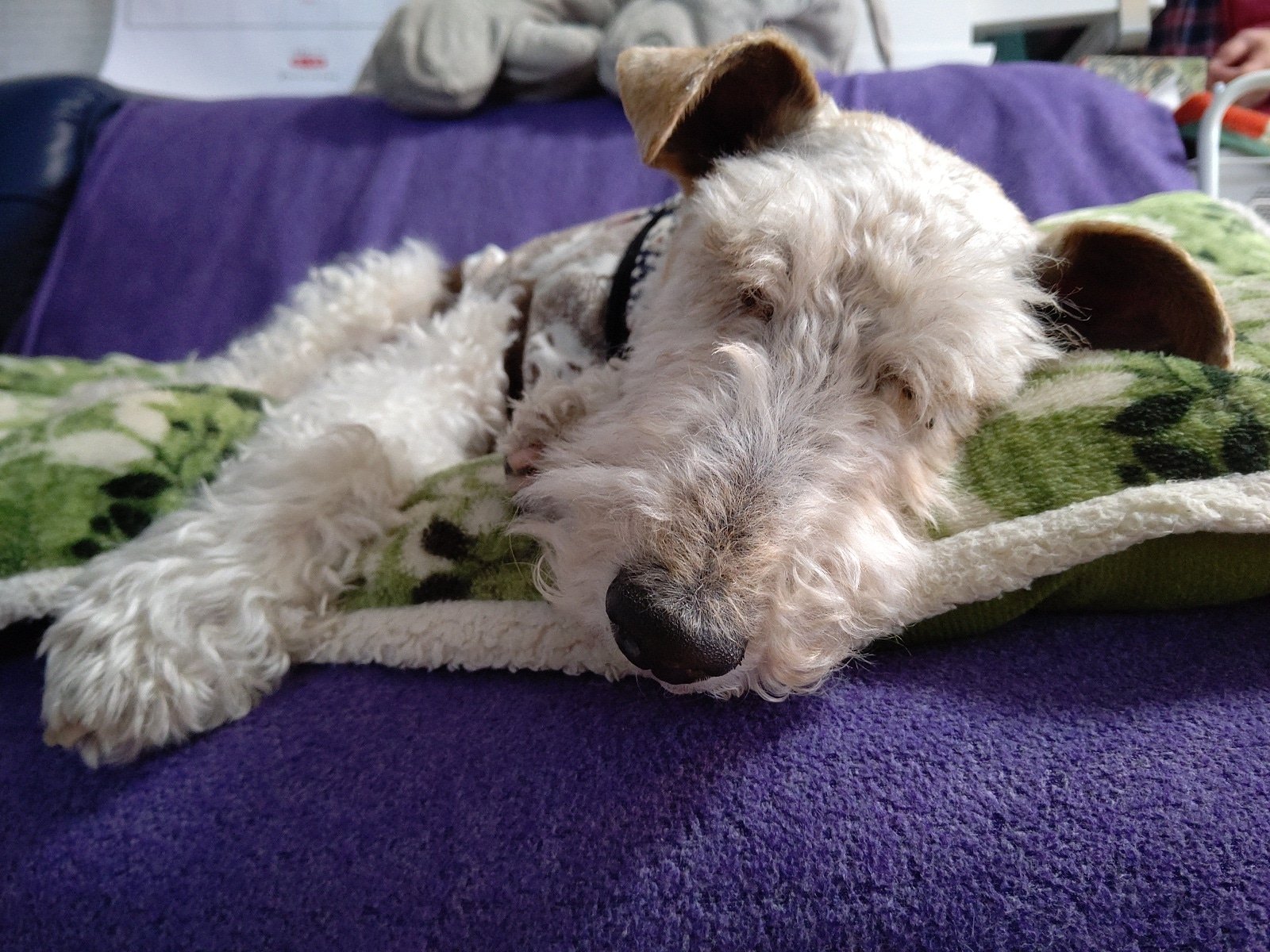 Ino Kenji りあるスヌーピー 愛犬 犬 テリア ワイヤーフォックステリア 甘えん坊 ペット くつろぐ 眠い シニア犬 犬好きと繋がりたい 犬のいる暮らし いぬのきもち スヌーピー Cutedog Wirefoxterrier Terrier Love Animal Snoopy