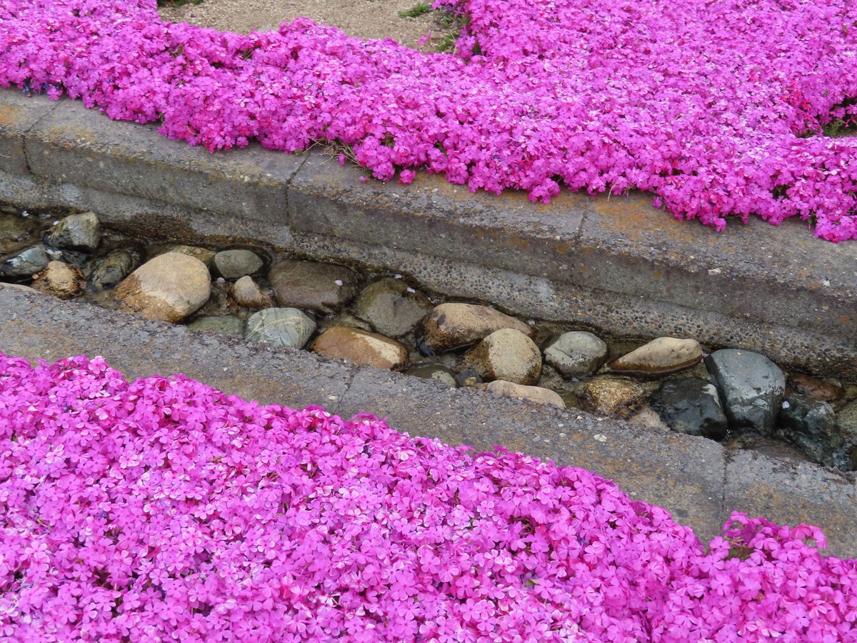 にゃおっく 一般的なのしか分かんないです こないだもハナニラの写真見せられて なんの花か聞かれたけど答えられず ほとんど季語ですし 一緒に知識を増やしていきましょう ฅ W ฅﾏｷｺﾑ