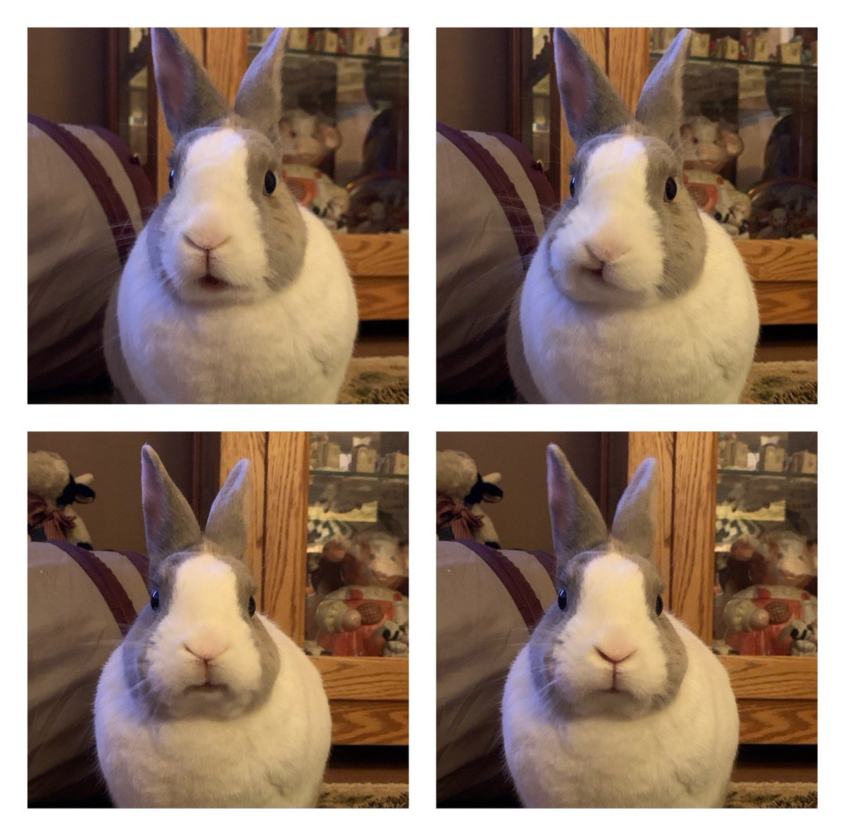 Debradj1958's tweet photo. Gypsy’s like “Is it Easter Already?” Happy Easter everyone and hug your bunnies and loved ones tight ❤️🐰 https://t.co/8XQMzqk9YL
