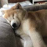 顔が潰れてる…w満足して眠ってる秋田犬の寝顔が可愛い!