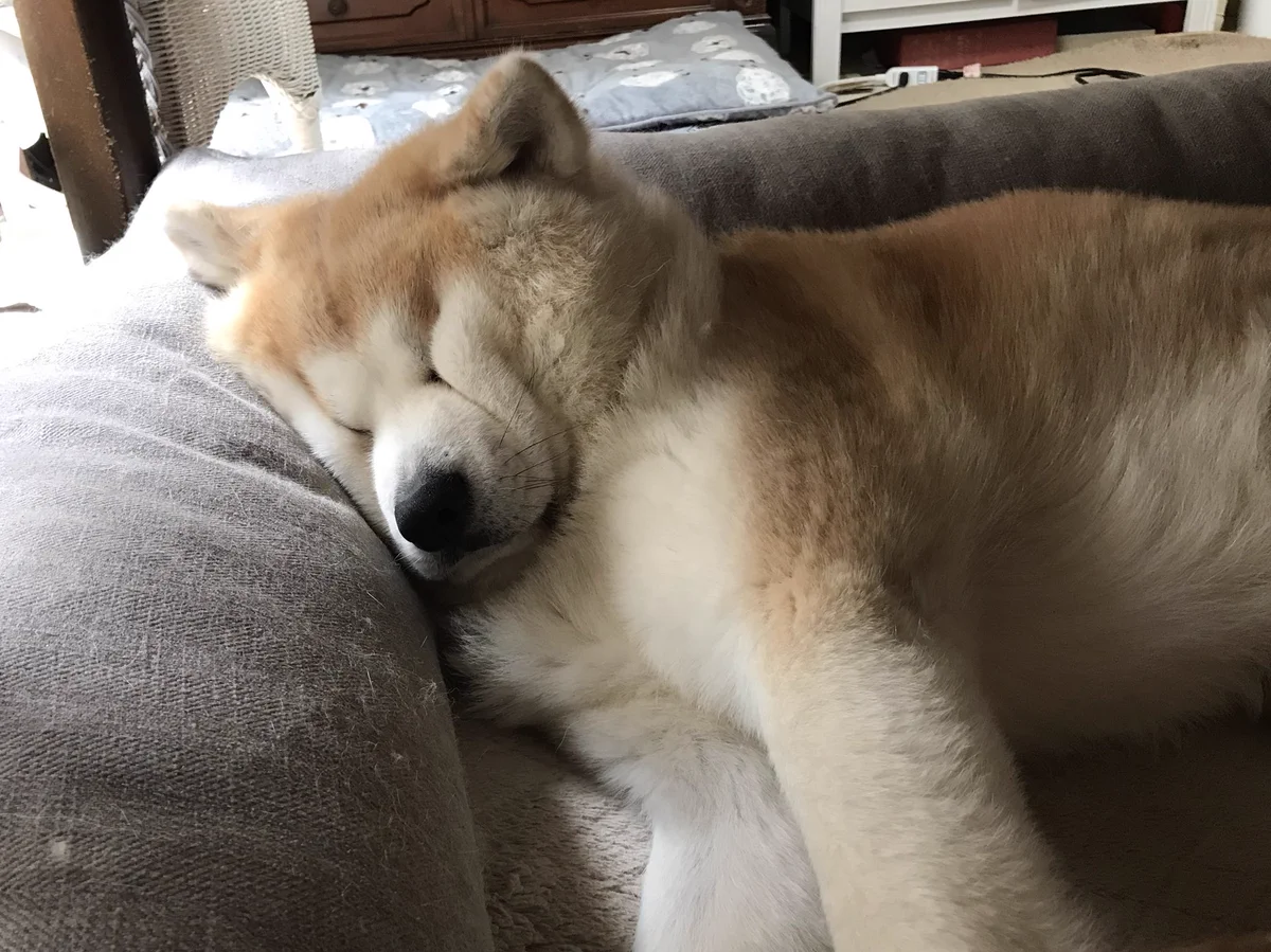 顔が潰れてる…ｗｗ満足して眠ってる秋田犬の寝顔が可愛い！！