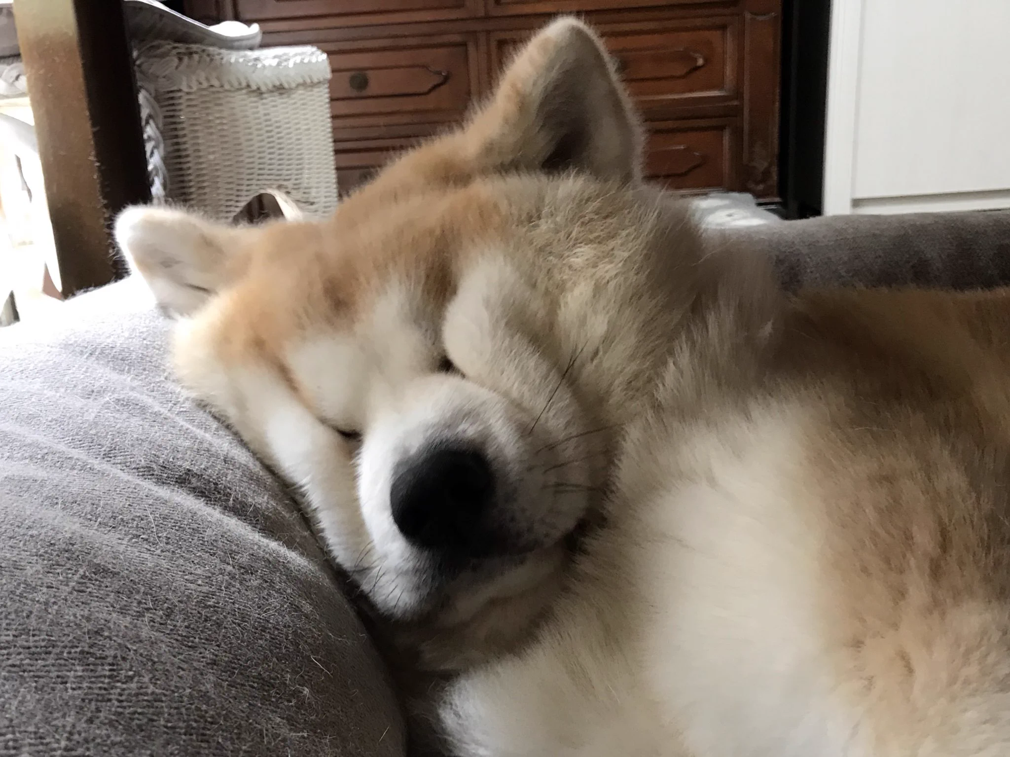 顔が潰れてる…ｗｗ満足して眠ってる秋田犬の寝顔が可愛い！！