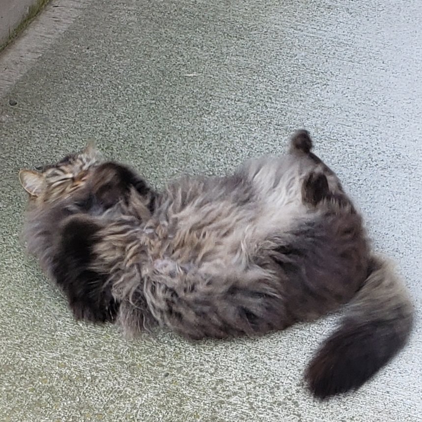 なつかない Twitter Search Twitter