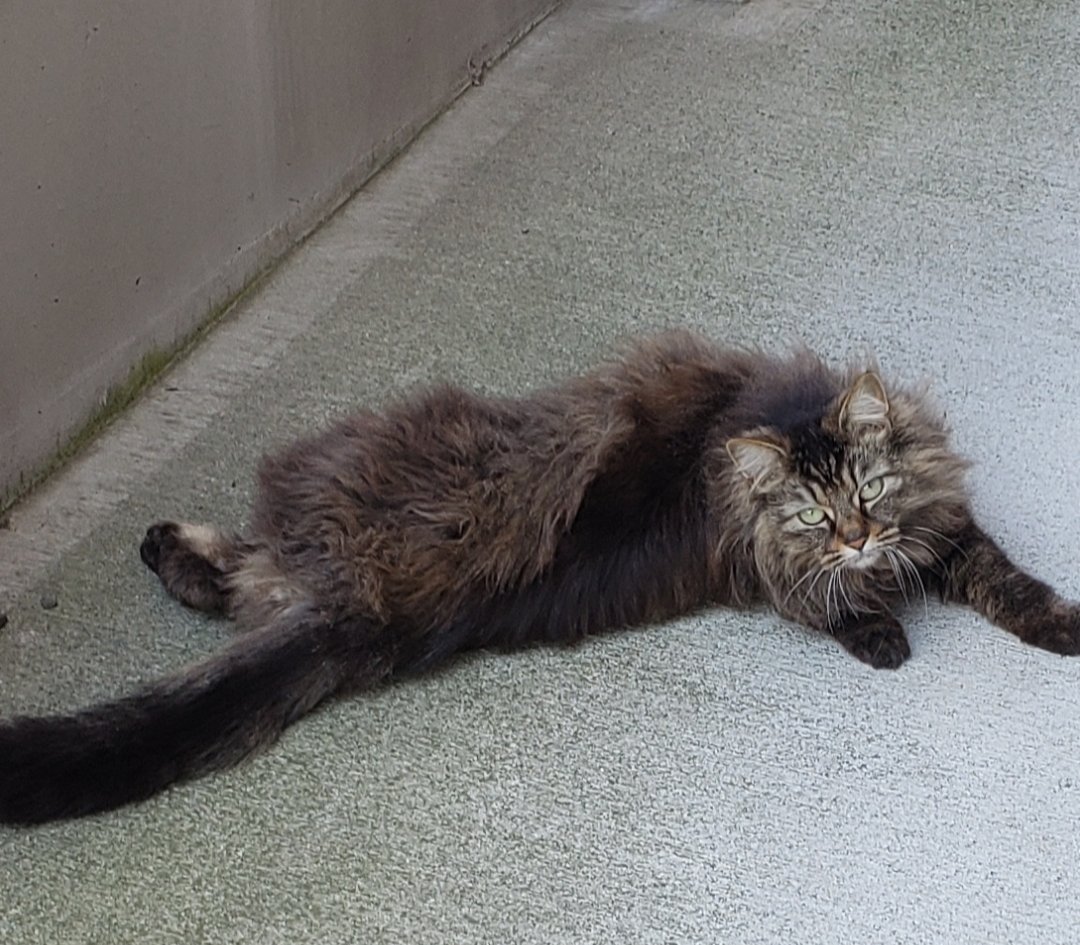 なつかない Twitter Search Twitter