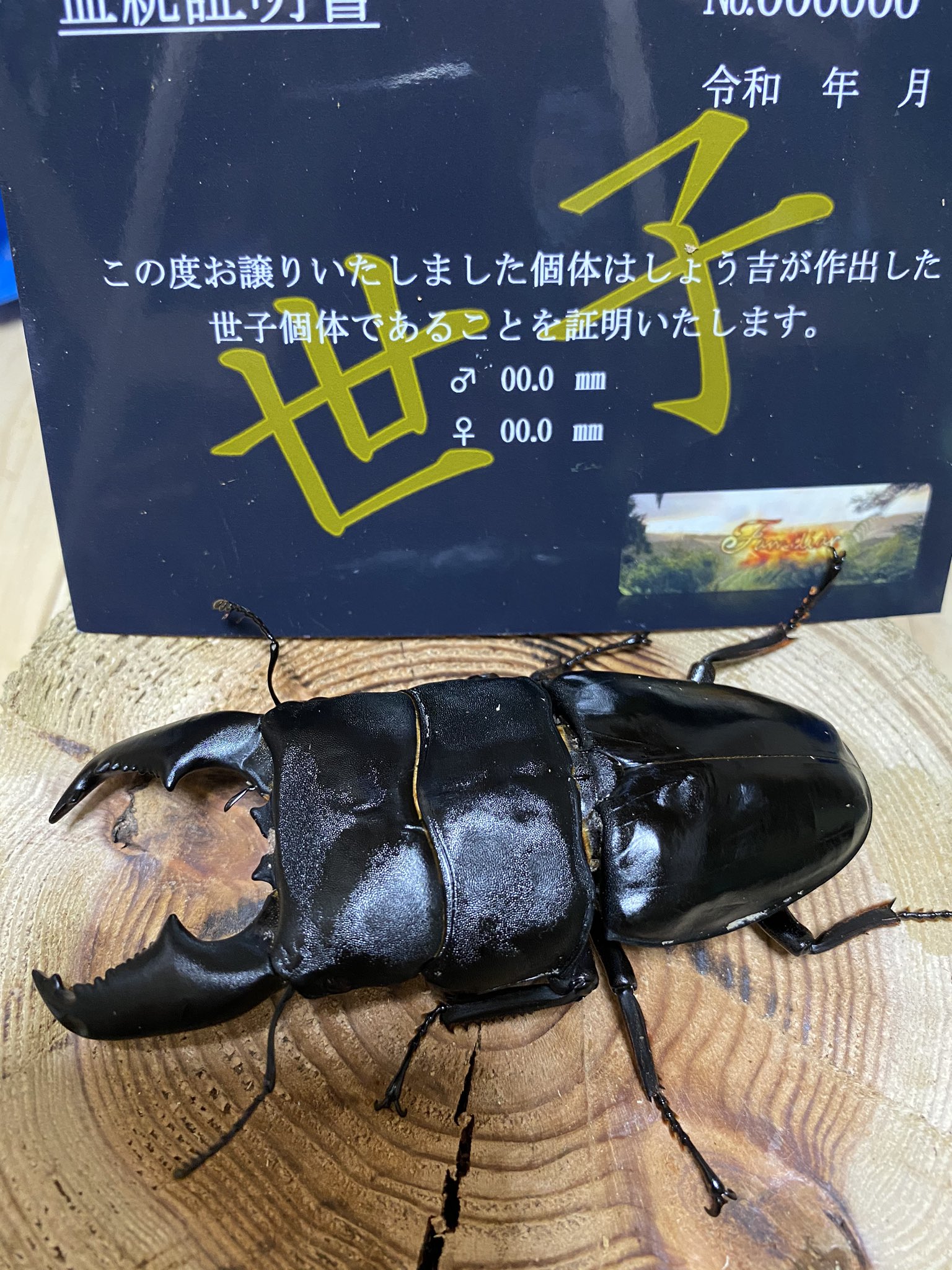 【ファミリアしょう吉】世子デルタライン　スマトラヒラタアチェ　108.1×55ミリ直仔　2令幼虫　2ペア 樂淘letao日本代購代標第一品牌－ファミリアしょう吉世子×デルタ