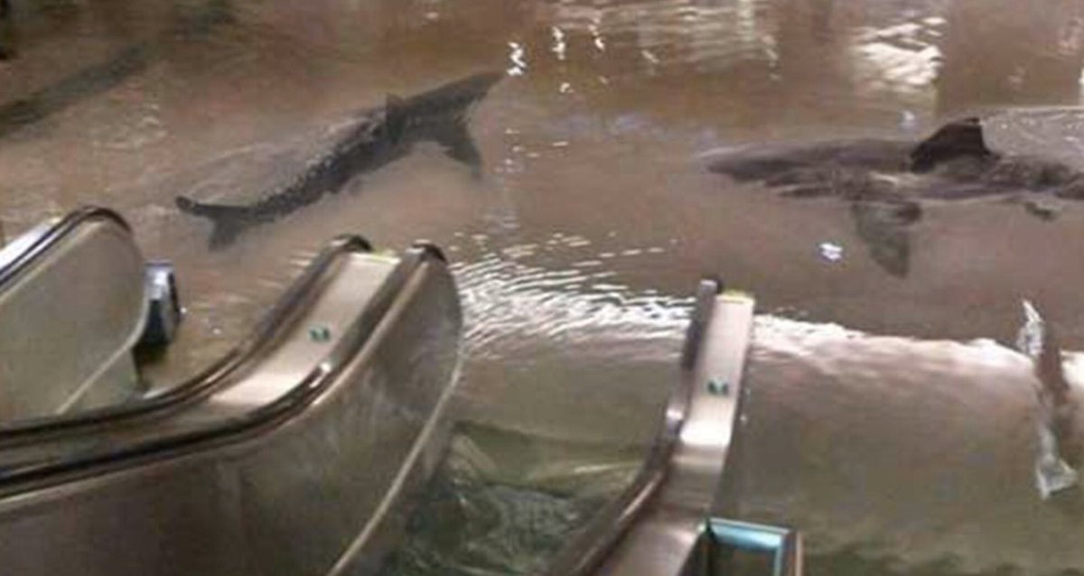 DevonESawa's tweet photo. During this quarantine, with the absence of human destruction, nature is starting to thrive, again. Finally sharks have returned to the mall. We are the REAL virus. https://t.co/0Eg6hgKmRX