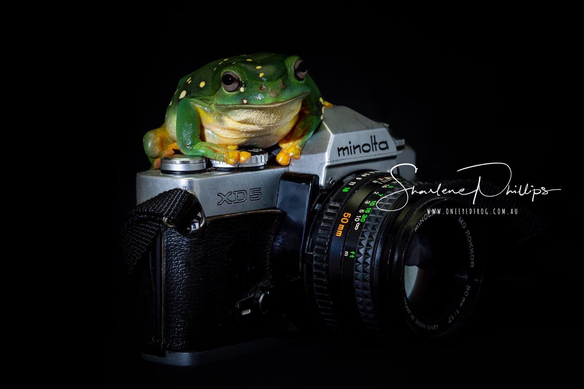 oneeyedfrog_'s tweet image. the magnificent tree frog. @oneeyedfrogphotography #oneeyedfrog #froggy #macro #green #kermit #canonaustralia #amphibians #oneeyedfrogphotography #frogphotograph #minolta #frogbreeding #frogvideos #professionalcamera #mypets #productions #1ifrog