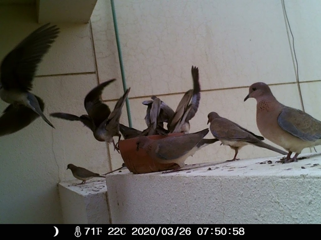 TimSBrown's tweet image. Regarding Tsunamis, Hope, and Bird Feeders ift.tt/2VkmLS6