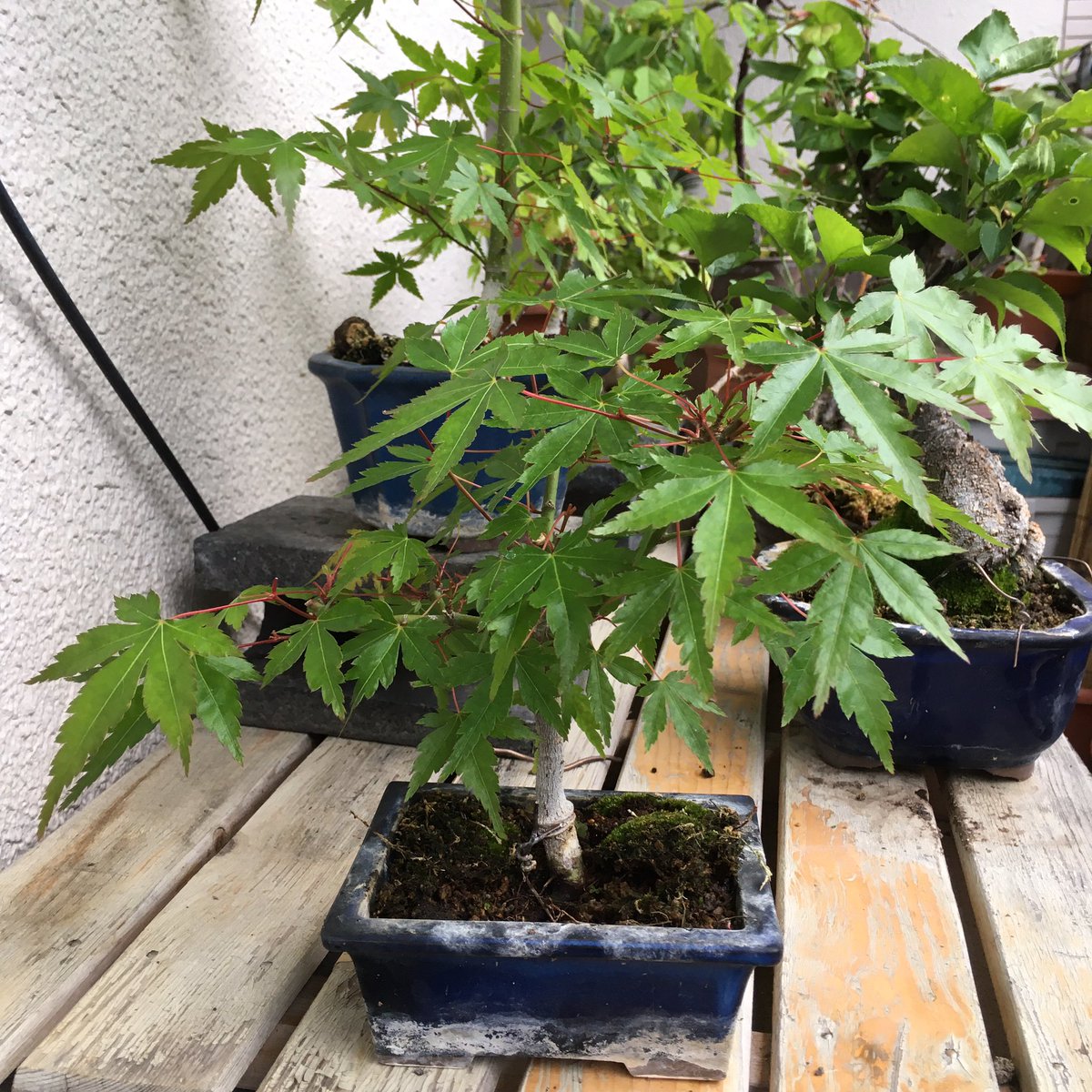 やどら モミジの葉が大分茂ってきたので 葉透かしをしました かなりすっきりです モミジ 葉透かし 剪定 盆栽 鉢植え ベランダ Bonsai