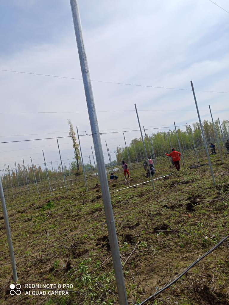 hayafur's tweet photo. Kashmiri biggest private company #roottofruit telling there employees if u will not come to work you will b suspended kindly help the Labour they are suffering most..#nasrullahpora. @covid19 @BudgamPolice @DC_Budgam @GreaterKashmir @ahmedalifayyaz @kansalrohit69 @OmarAbdullah @ https://t.co/vWjwBHtzTx