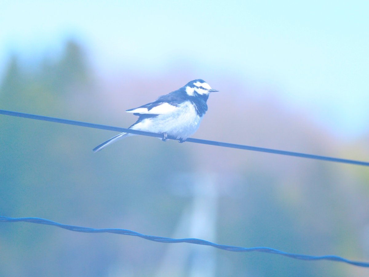snct_planeta's tweet photo. 窓の外に鳥がとまったので
BORGっぽいことしてみました!
なんの鳥でしょうかね。
#野鳥写真
#36ED
#BORG
#BORGっぽいことしてみた
@tomytec_borg https://t.co/SJdCaCYb06