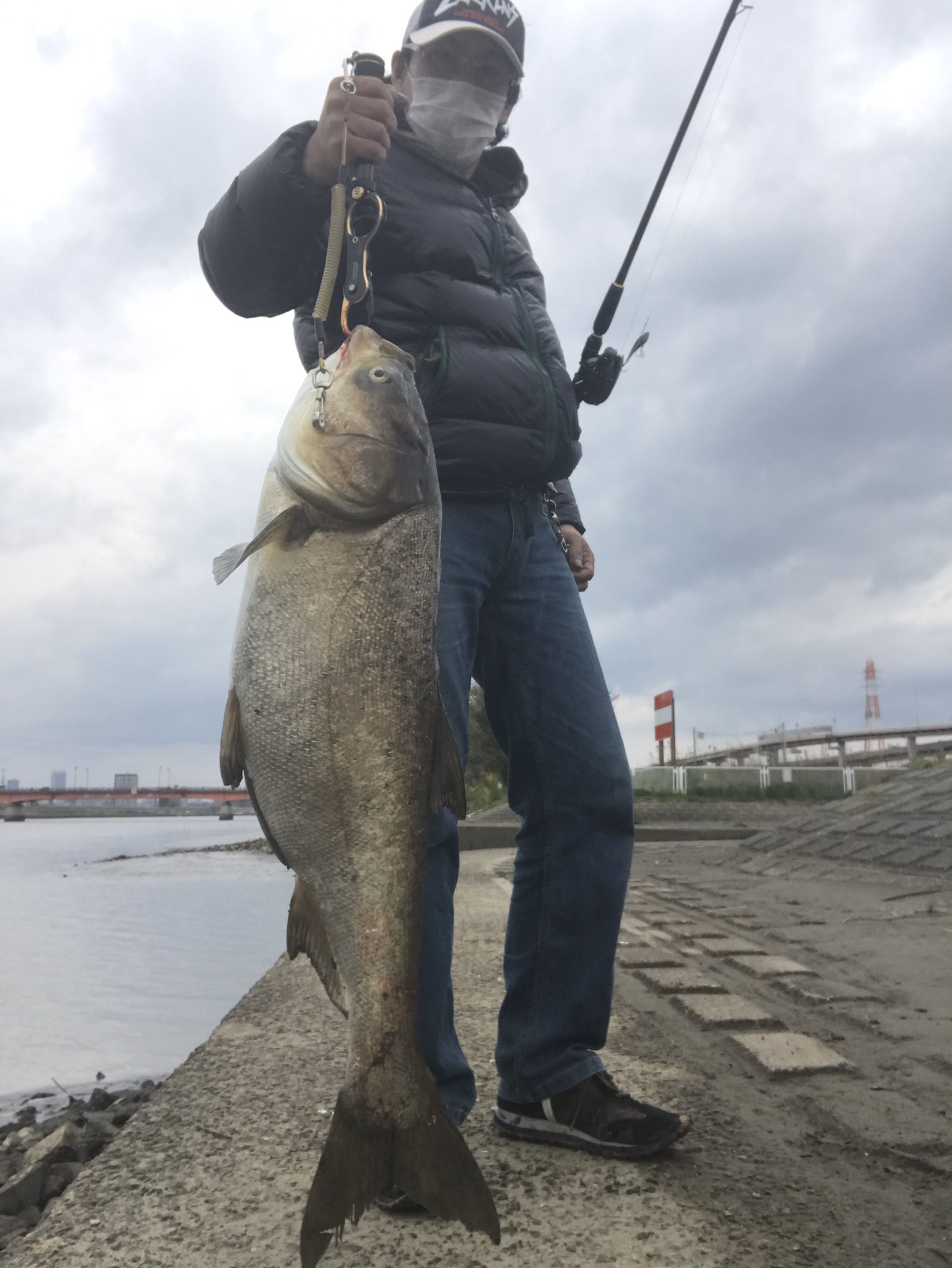 Aｋiｓａｓｕ 只今荒川の中流域にて ハクレン サイズ１m重さｷﾛを撃沈しました ヒットルアーは 鉄板バイブ 使用タックルは Rodラテオ9feetml Lilleアンタレスdcmd Line８本編みpe 3号 リーダー２０lbです シーバス釣してましたが 引が強烈で心が