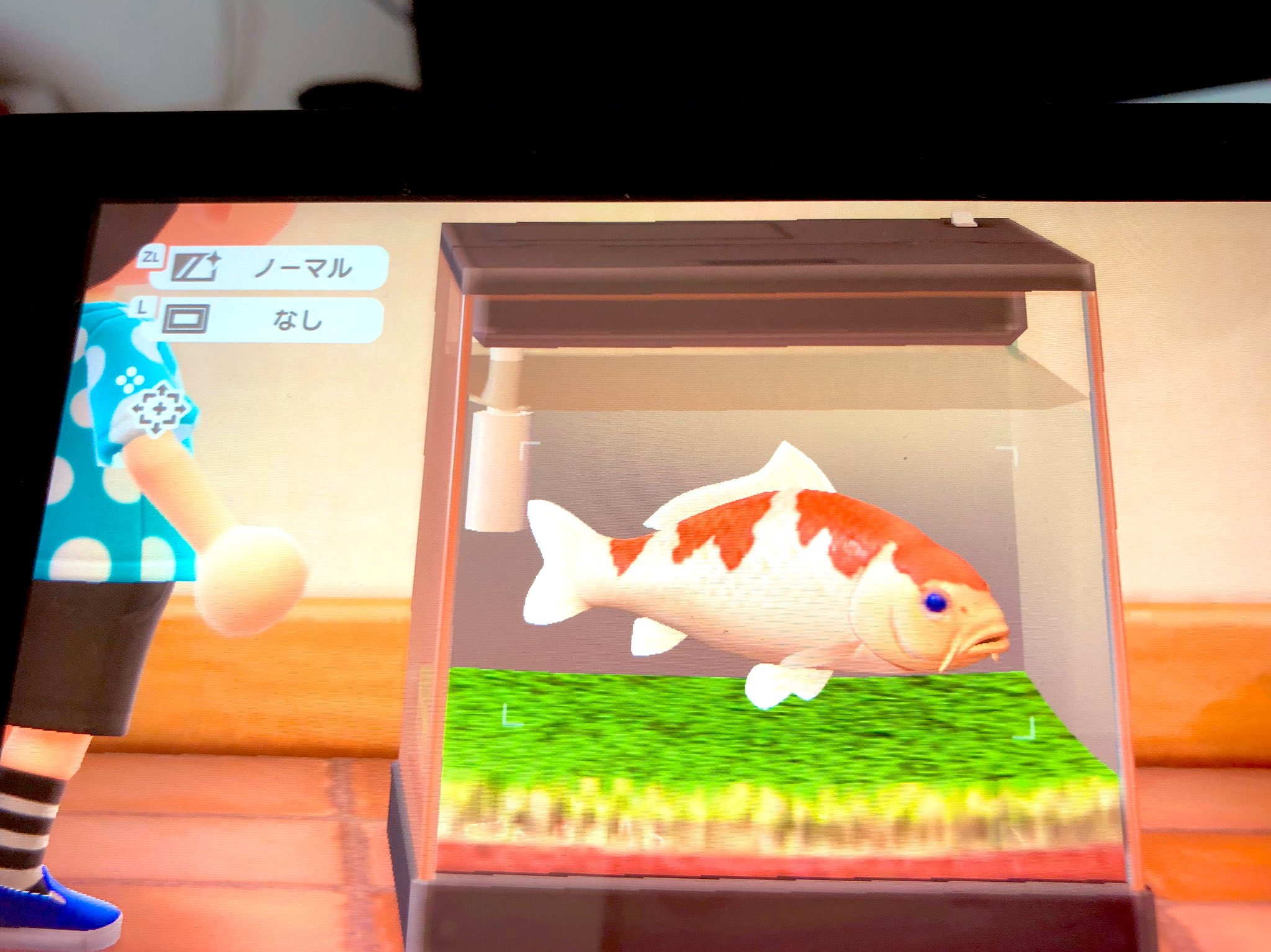 トキワ 水草水槽 錦鯉 グッピーとネオンテトラ 竹林のらんちゅうと金魚 大型ビオトープ んんんんあああぁぁつもりぃぃぃ アクアリウム あつまれどうぶつの森 ビオトープ T Co J1authttle Twitter