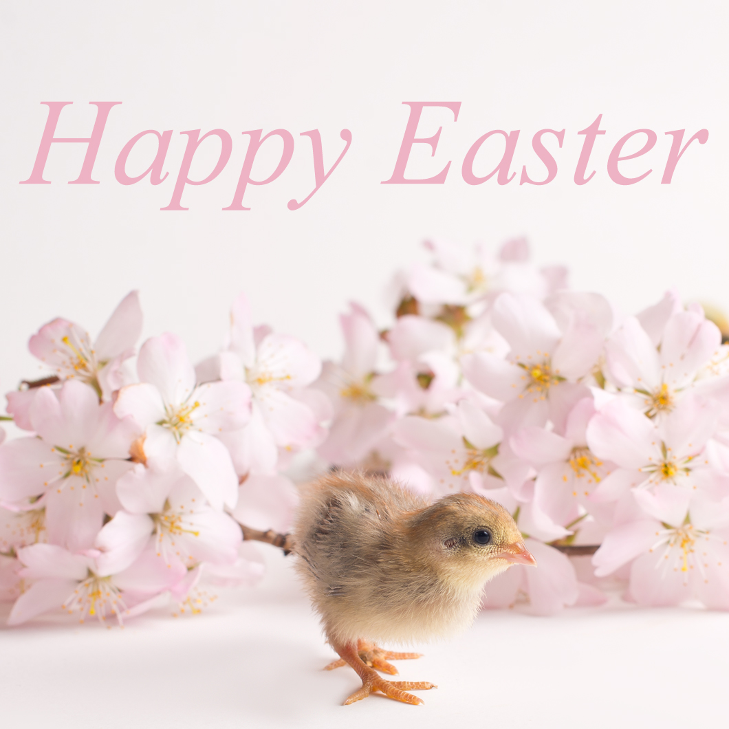 Happy Easter dear friends. I hope my post finds you well during these difficult times! #Easter #EasterSunday #London #animals #photography #photographer #cute #cuteanimals #petphotography #animalphotography #UKLockdownNow #UKlockdown #londonphotographer #animals #pets #life #bird