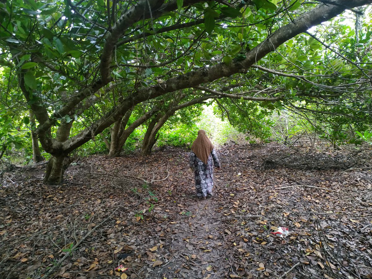 I was on my way to try and get some footage of Gan havitha with my colleagues. But we decided to go to her farm to see what was happening to the ala plants first. She lead us to her farm while recalling nostalgic memories of when Ala was abundant. It was a 20 minute walk