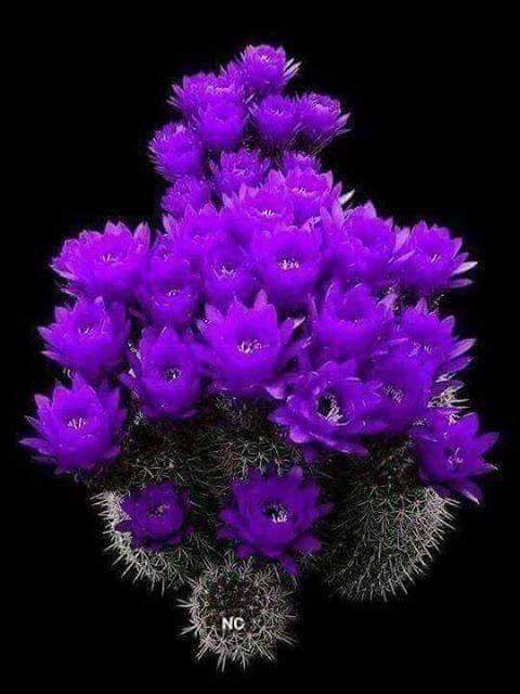 wAwSf6zFRPVgSWm's tweet photo. اعشق الازهار https://t.co/lb2SearXGp