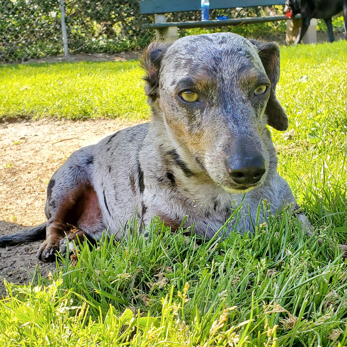 Let's dog park and chill
#Wicket♂️